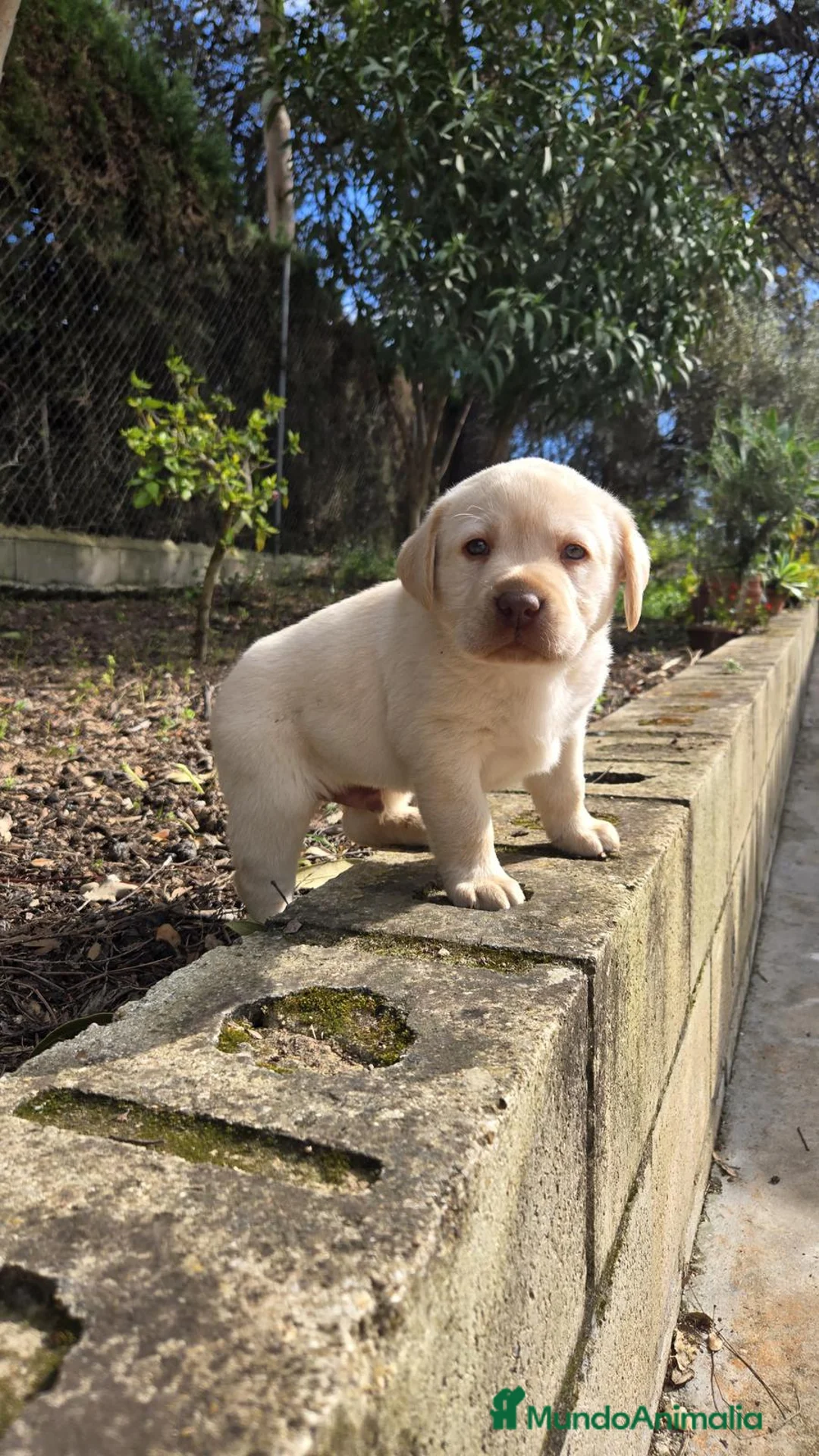 Labrador Retriever perros en venta: Cachorros labrador retriever - Anuncio 2