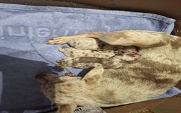 Chihuahua perros en venta: Hembra chihuahua Toy  - Imagen 1