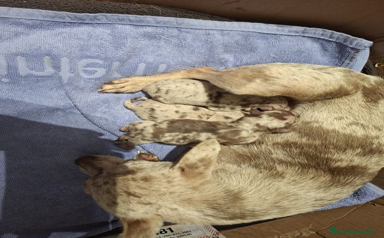 Chihuahua perros - Anuncio 2