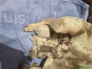 Chihuahua perros - Anuncio 1