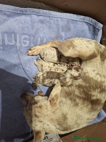 Chihuahua perros - Anuncio 1