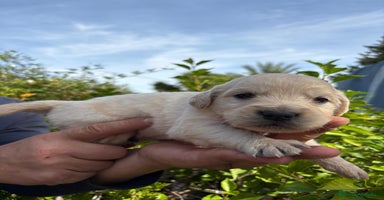 Golden Retriever perros Golden retriever  - Anuncio 3