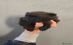 Pomerania perros en venta: Lulú Pomerania hembra  - Anuncio 3