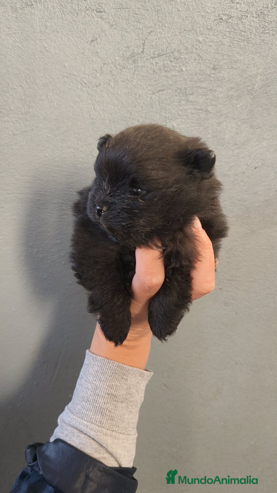 Pomerania perros en venta: Lulú Pomerania hembra  - Anuncio 3