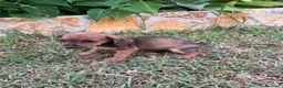 Raza Mixta perros en venta: Cachorros de teckel x mini pincher - Anuncio 4