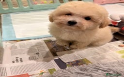 Caniche Toy perros en venta: Monísima Caniche Toy - Imagen 10