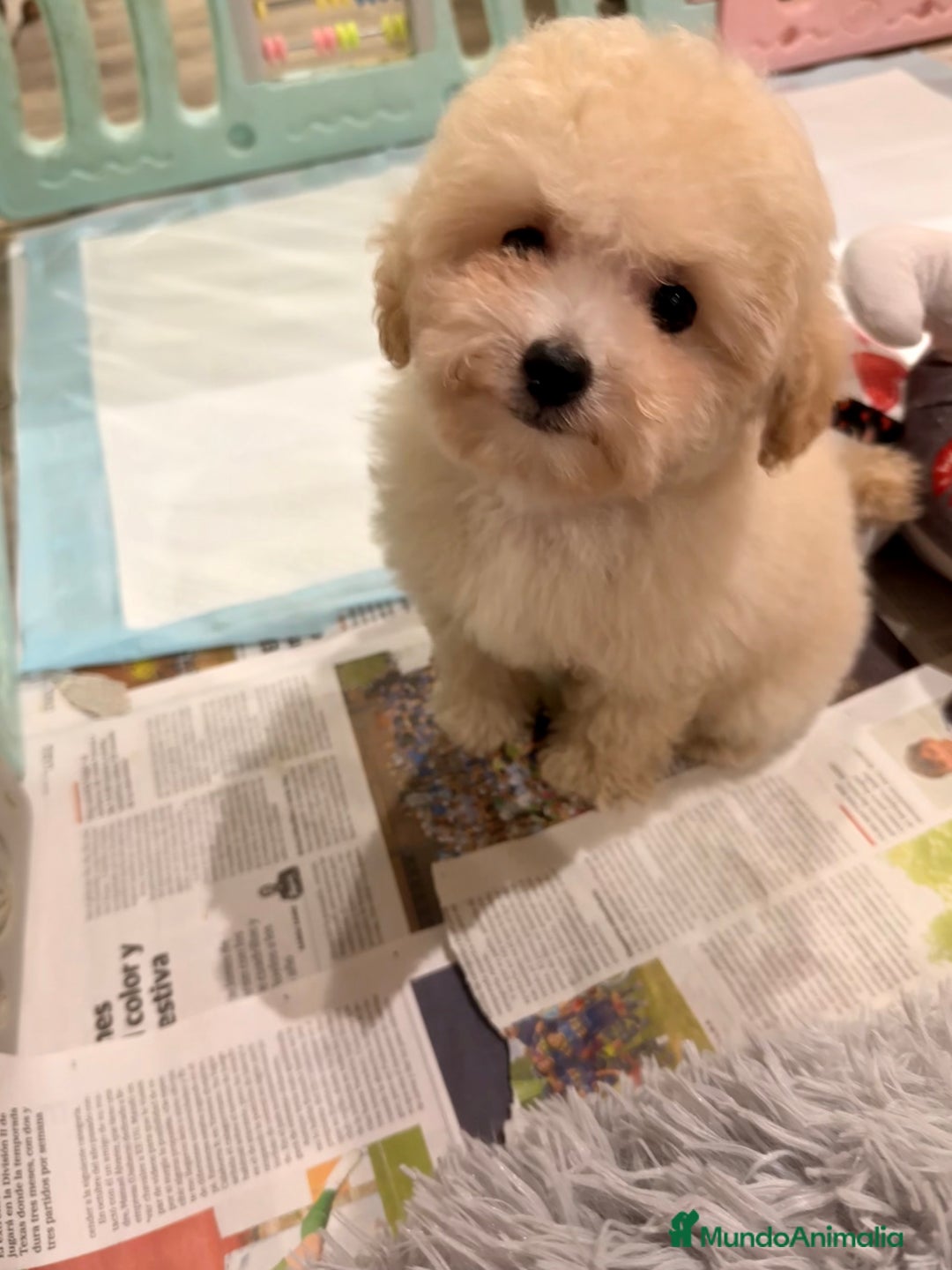 Caniche Toy perros en venta: Monísima Caniche Toy - Imagen 10