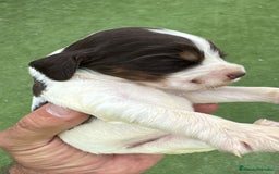 Cocker Spaniel Inglés perros en venta: Exclusivos 3 machos de cocker bicolor chocolate!! - Imagen 1