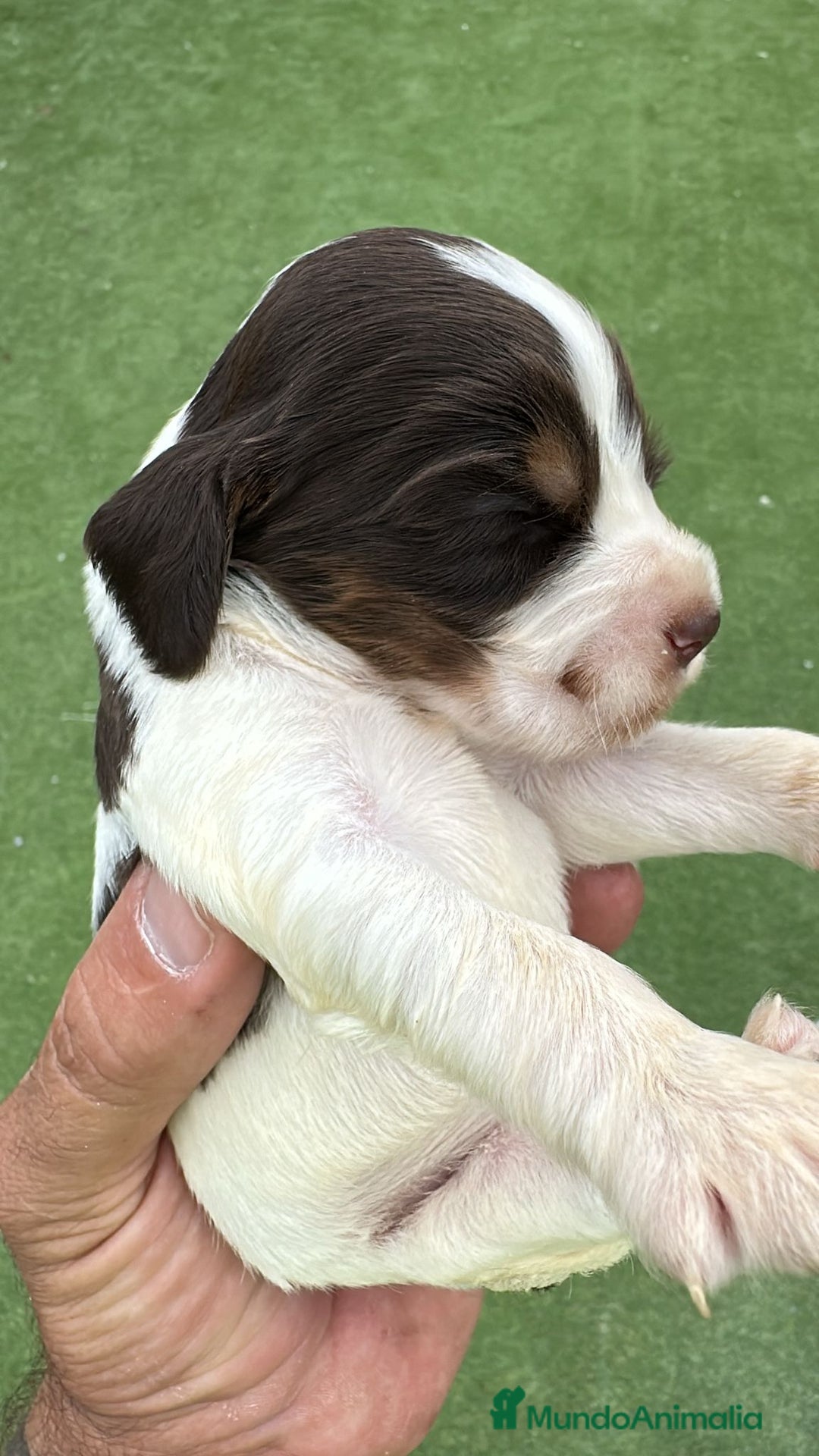 Cocker Spaniel Inglés perros en venta: Exclusivos 3 machos de cocker bicolor chocolate!! - Imagen 1