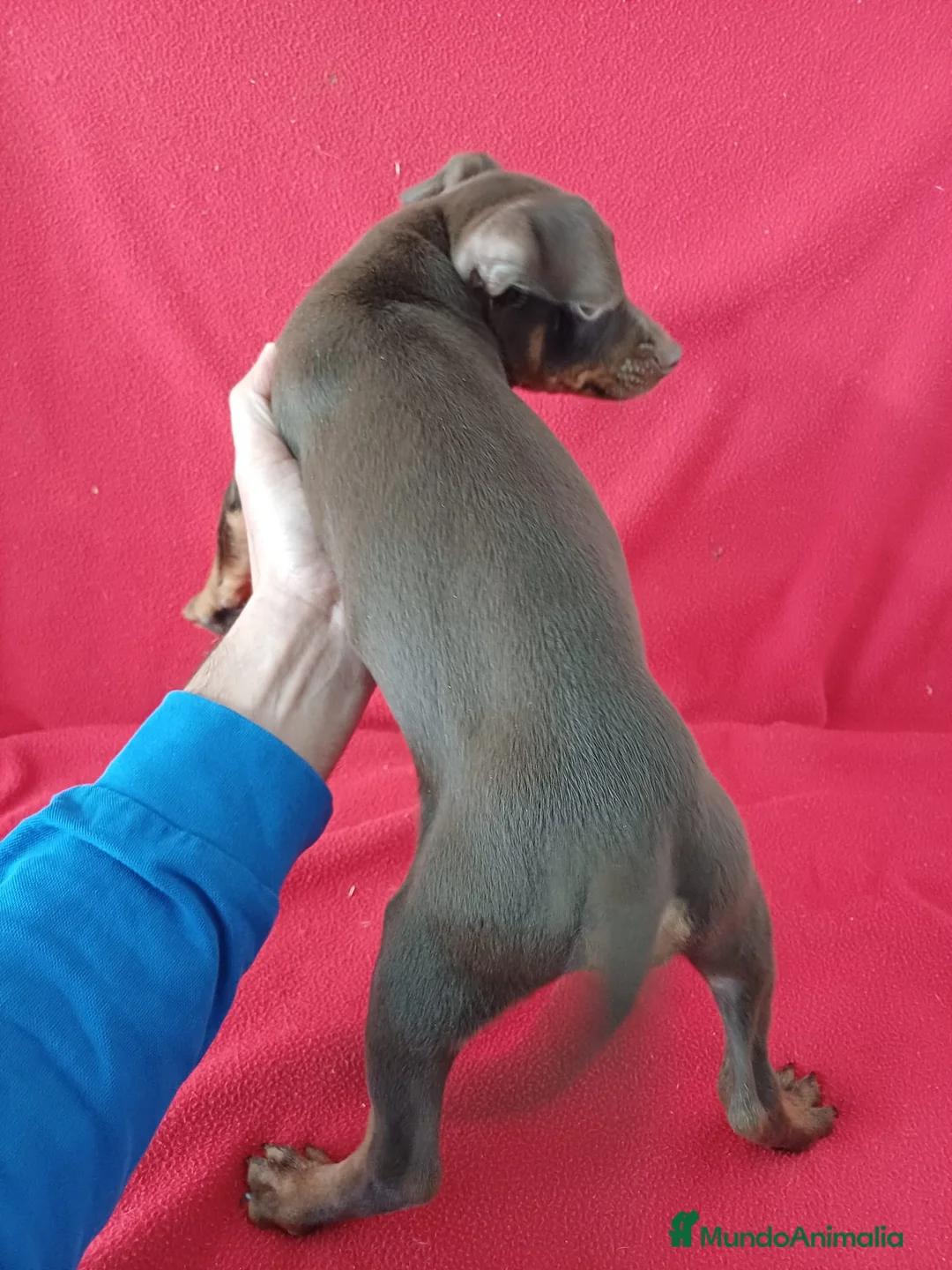 Pinscher Miniatura perros en venta: Pincher Miniatura Chocolate  - Anuncio 3