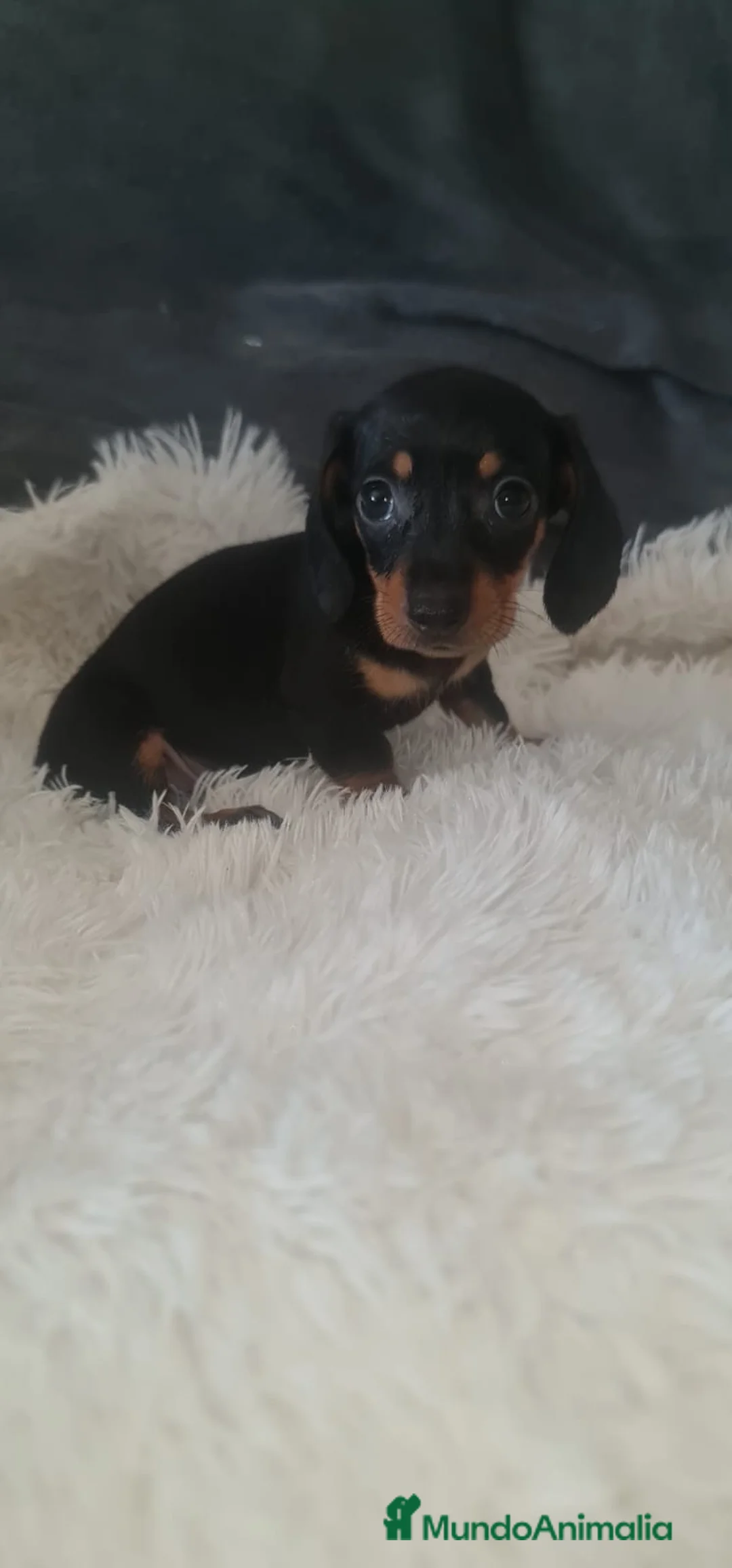 Teckel perros en venta: TECKEL  - Anuncio 1
