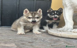 Husky Siberiano perros en venta: Siberian husky camada - Imagen 3