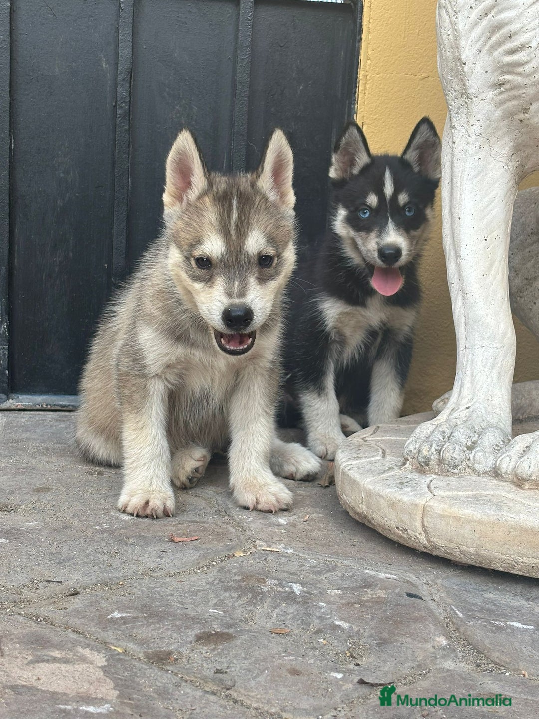 Husky Siberiano perros en venta: Siberian husky camada - Imagen 3