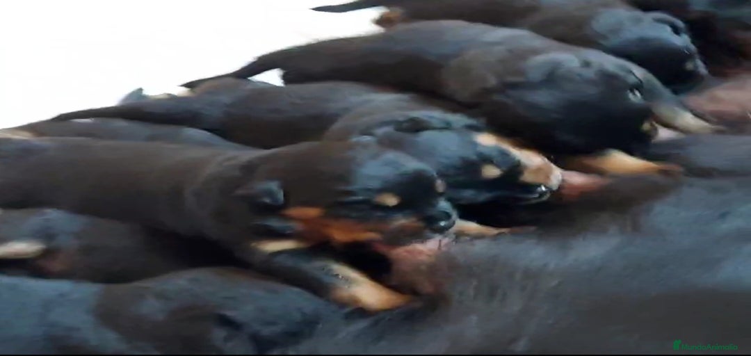 Imagen de galería {{count}}