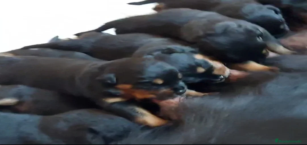 Imagen de galería {{count}}