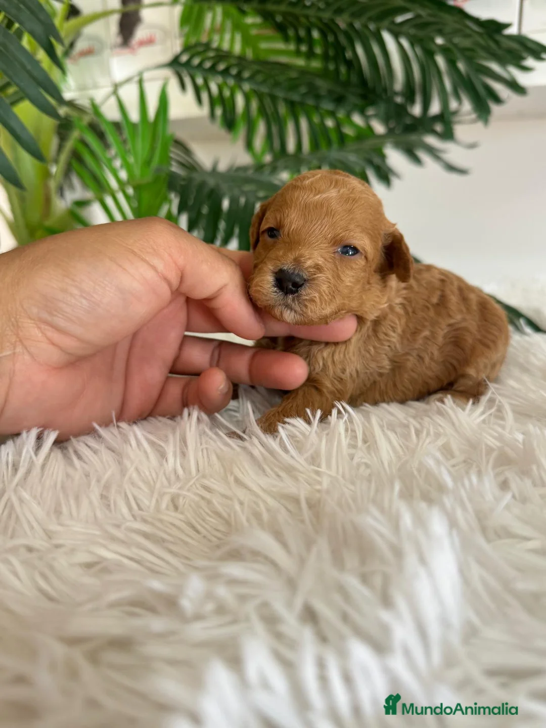 Caniche Toy perros en venta: CANICHE TOY - Anuncio 1