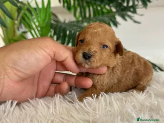 Caniche Toy perros CANICHE TOY - Anuncio 1