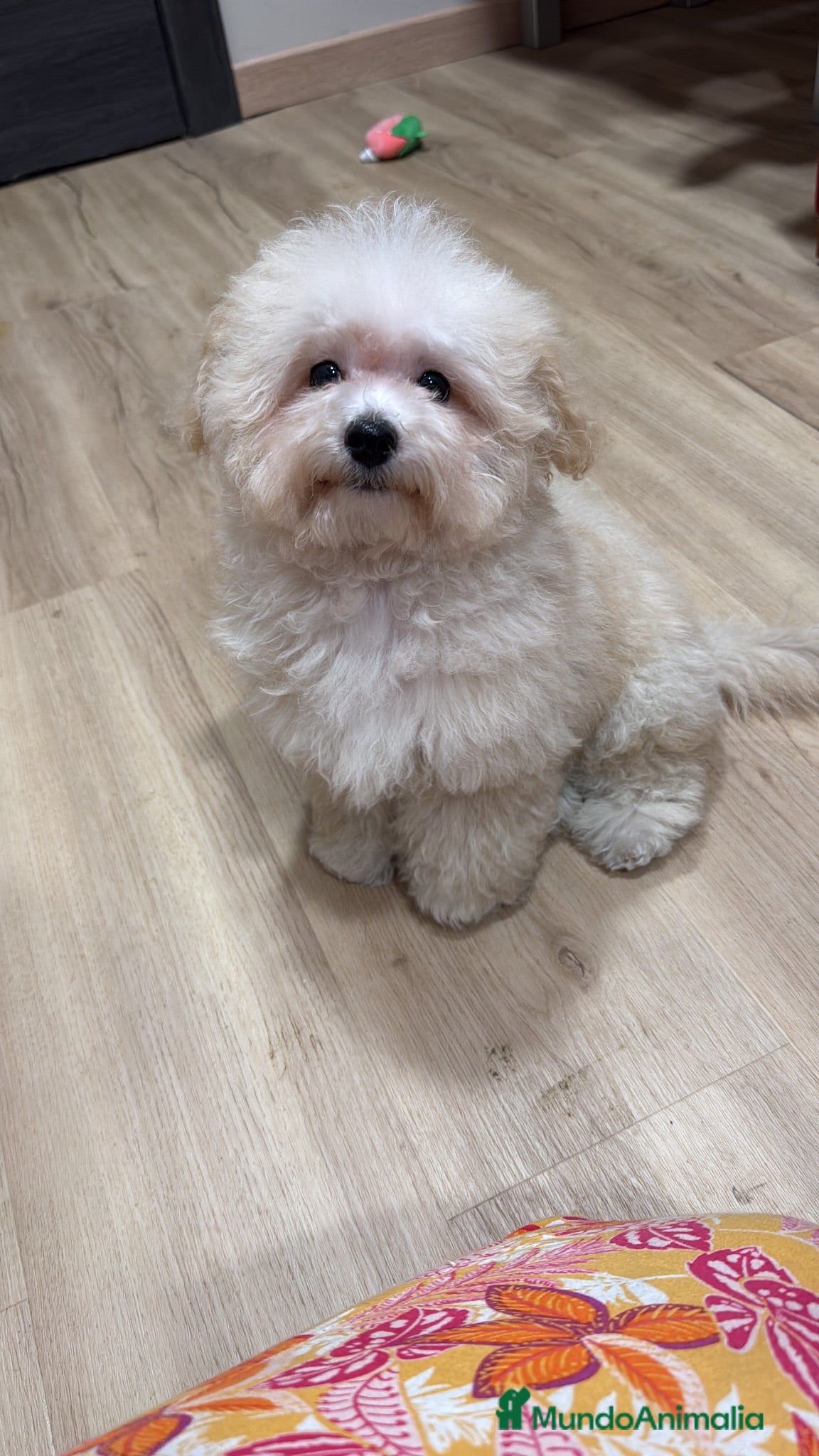 Maltipoo perros Maltipoo macho divino  - Anuncio 1