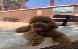 Caniche Toy perros en venta: MACHO CANICHE TOY ROJO PIMENTÓN  - Imagen 2