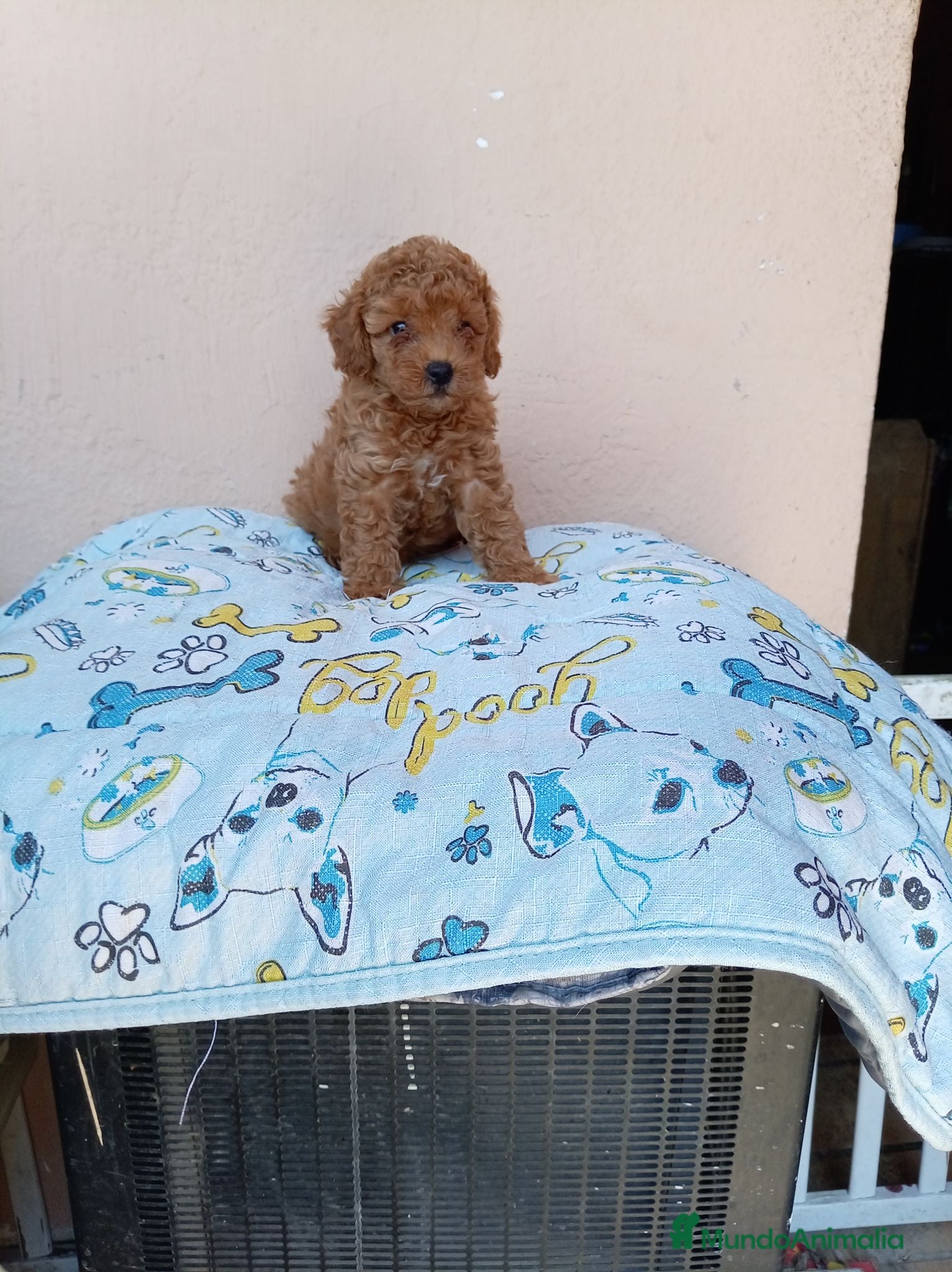 Caniche Toy perros Caniche toy asiatico - Anuncio 1