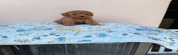 Caniche Toy perros en venta: Caniche toy asiatico - Anuncio 1