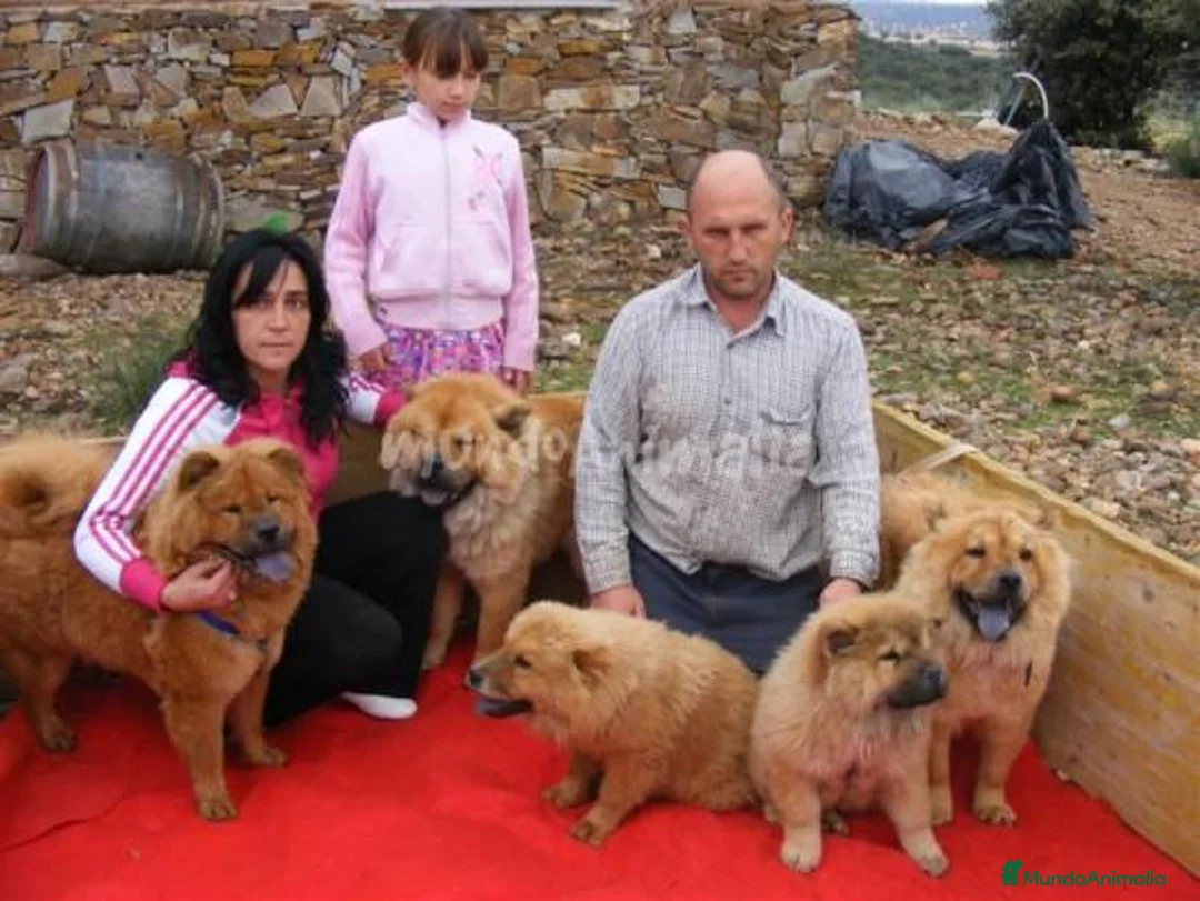 Imagen de galería {{count}}