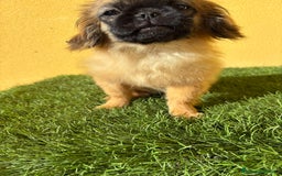 Pekinés perros en venta: Pekines Imperial cachorro hembra  - Imagen 11