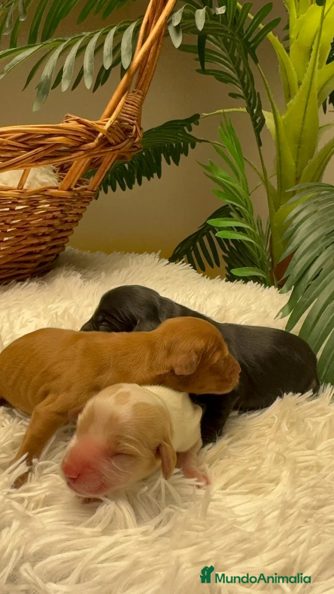 Cocker Spaniel Inglés perros en venta: COCKER SPANIEL INGLES - Anuncio 6