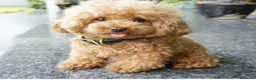 Maltipoo perros en venta: Maltipoo mini  - Anuncio 3