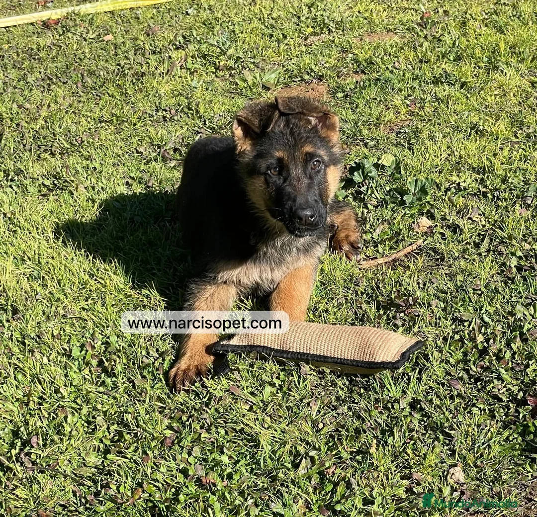 Pastor Alemán perros en venta: CACHORRITO DE PASTOR ALEMAN en Asturias - Anuncio 1