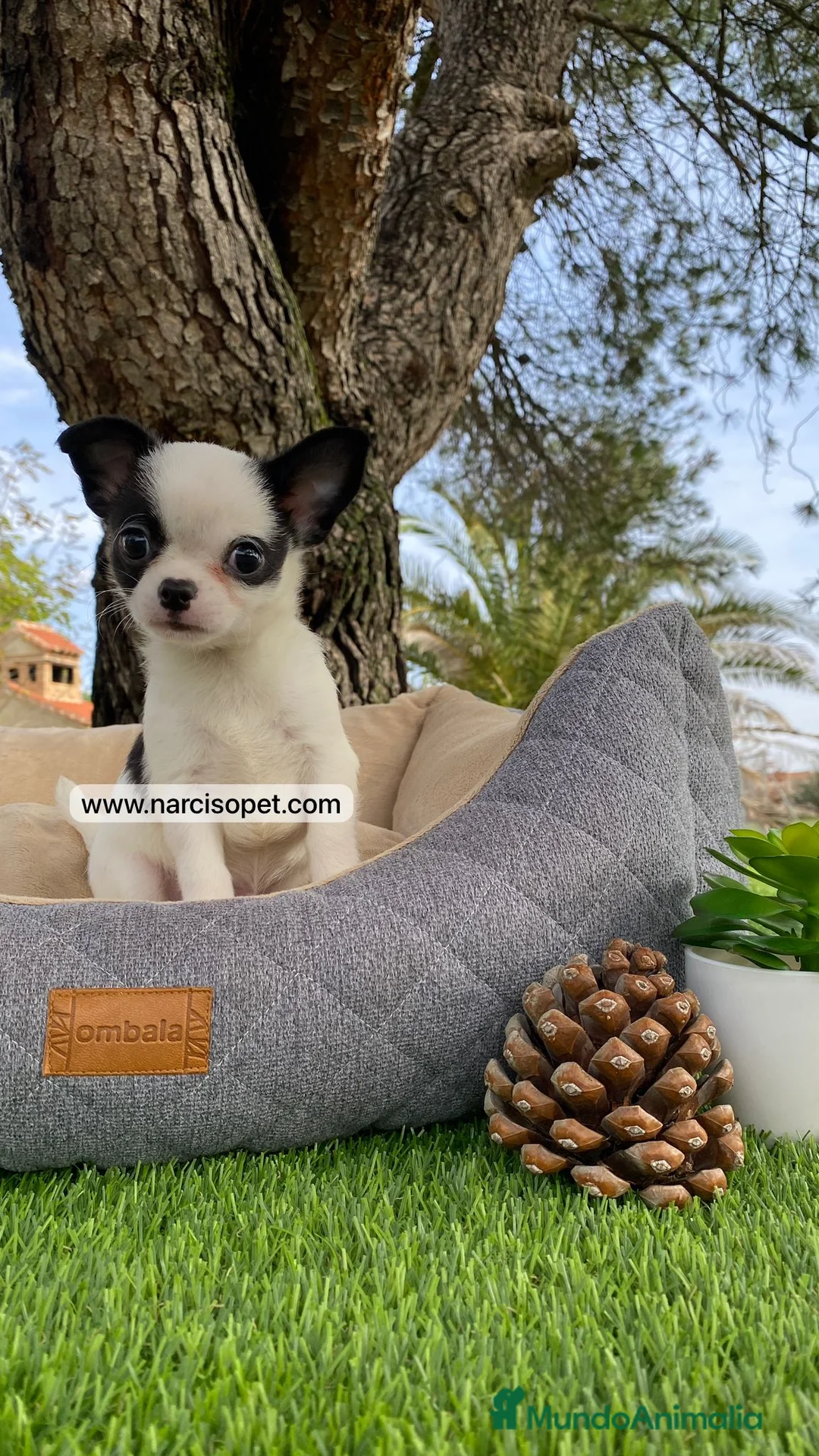 Chihuahua perros en venta: CHIHUAHUA TOY - Anuncio 1
