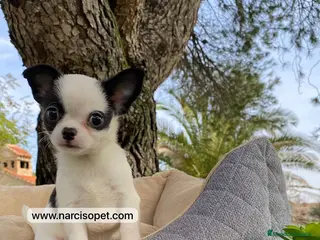 Chihuahua perros CHIHUAHUA TOY - Anuncio 33