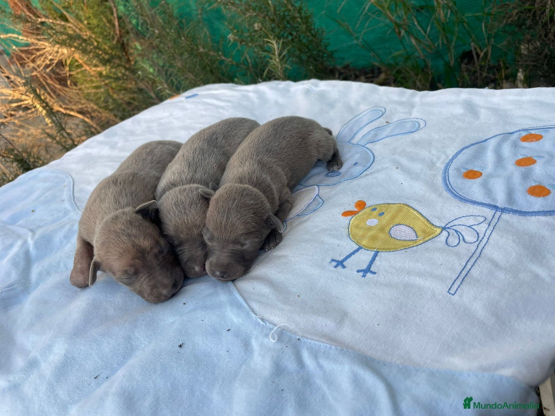 Whippet perros en venta: Nueva camada WHIPPET BLUE - Anuncio 4