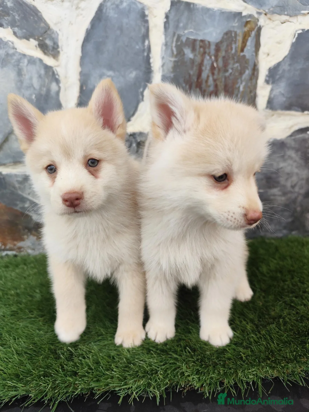 Pomsky perros en venta: Pomsky  - Anuncio 2
