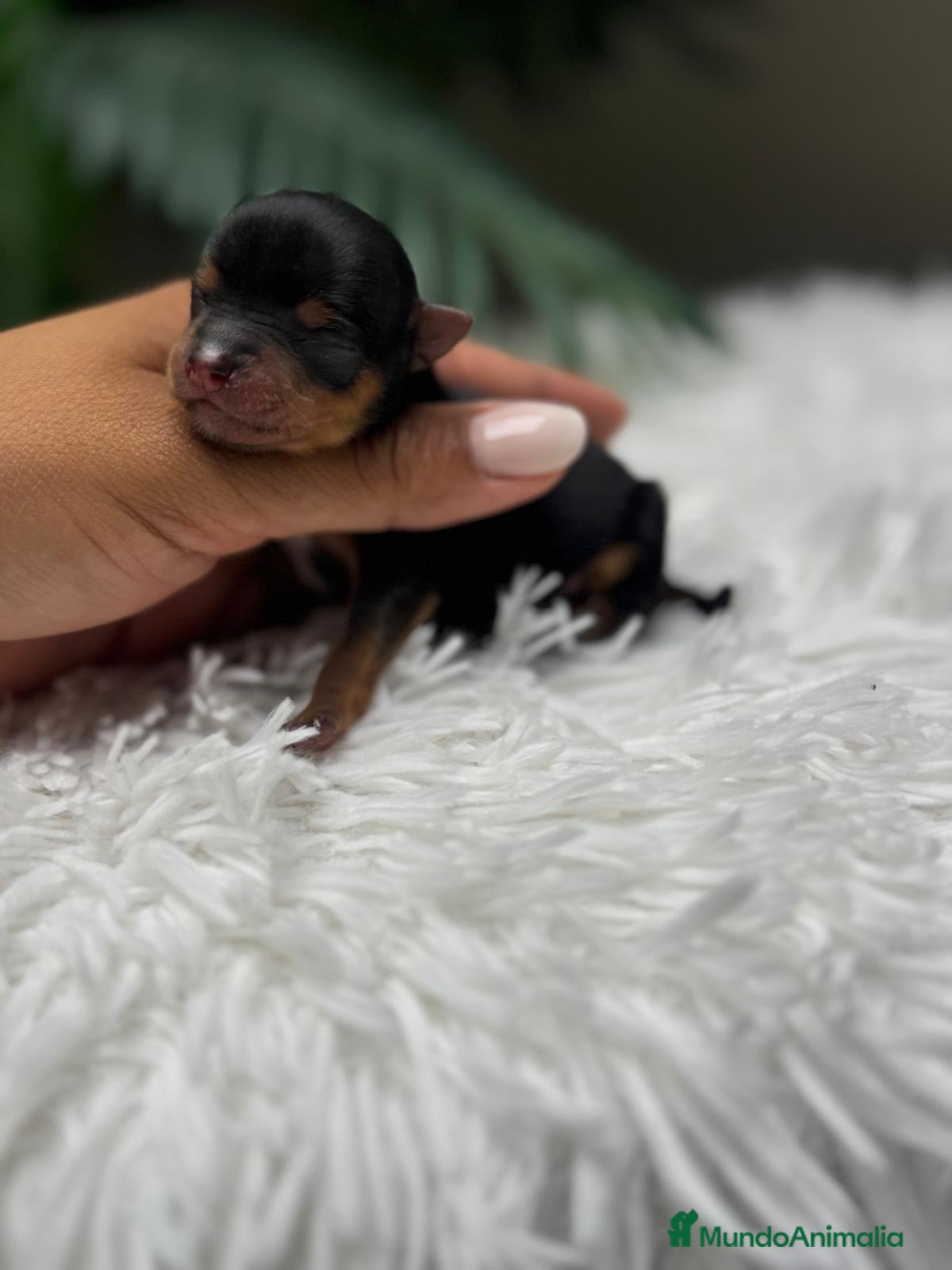 Yorkshire Terrier perros en venta: YORKSHIRE TERRIER - Anuncio 5