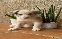 Border Collie perros en venta: BORDER COLLIE MACHO - Imagen 8