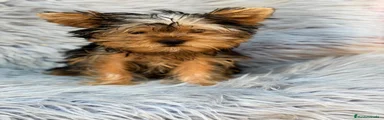 Yorkshire Terrier 1