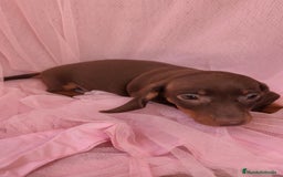 Teckel Miniatura perros en venta: Teckel chocolate kanichen hembra  - Anuncio 3