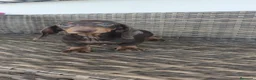 Teckel Miniatura perros en venta: Teckel Mini - Anuncio 1
