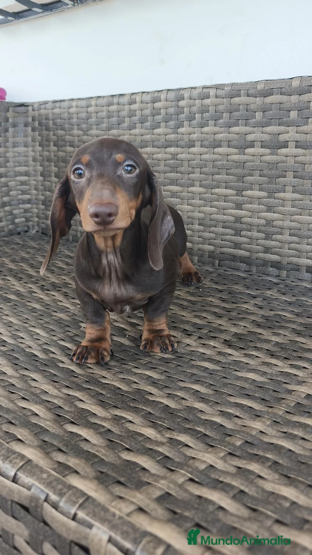 Teckel Miniatura perros en venta: Teckel Mini - Anuncio 1