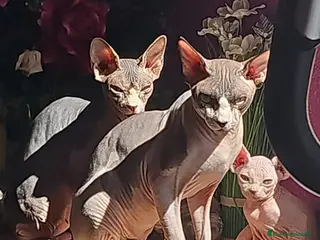Sphynx gatos IMPRESIONANTES SPHYNX en Murcia - Anuncio 6