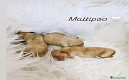 Maltipoo perros en venta: MALTIPOO ASIÁTICO MINIATURA  - Imagen 2