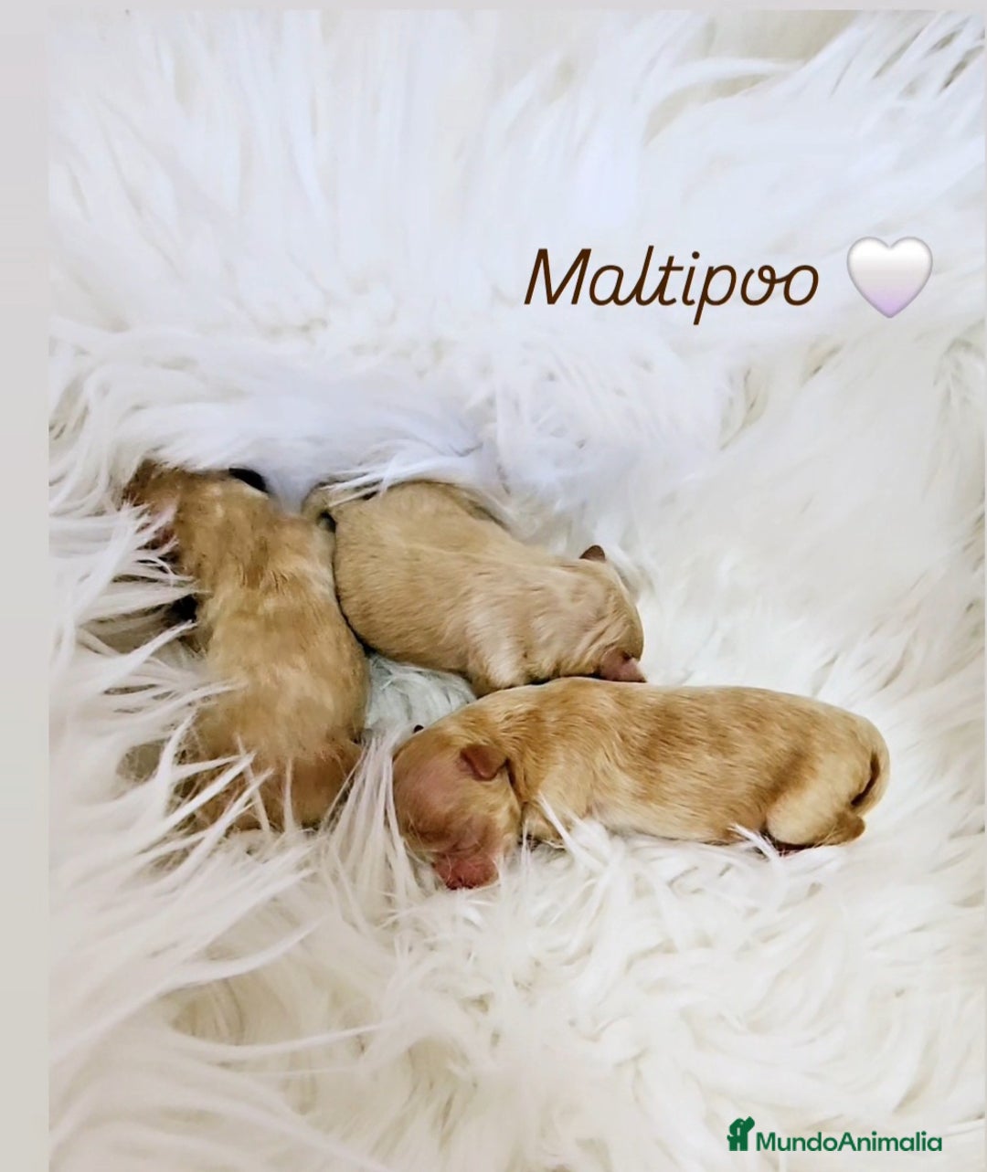 Maltipoo perros en venta: MALTIPOO ASIÁTICO MINIATURA  - Imagen 2