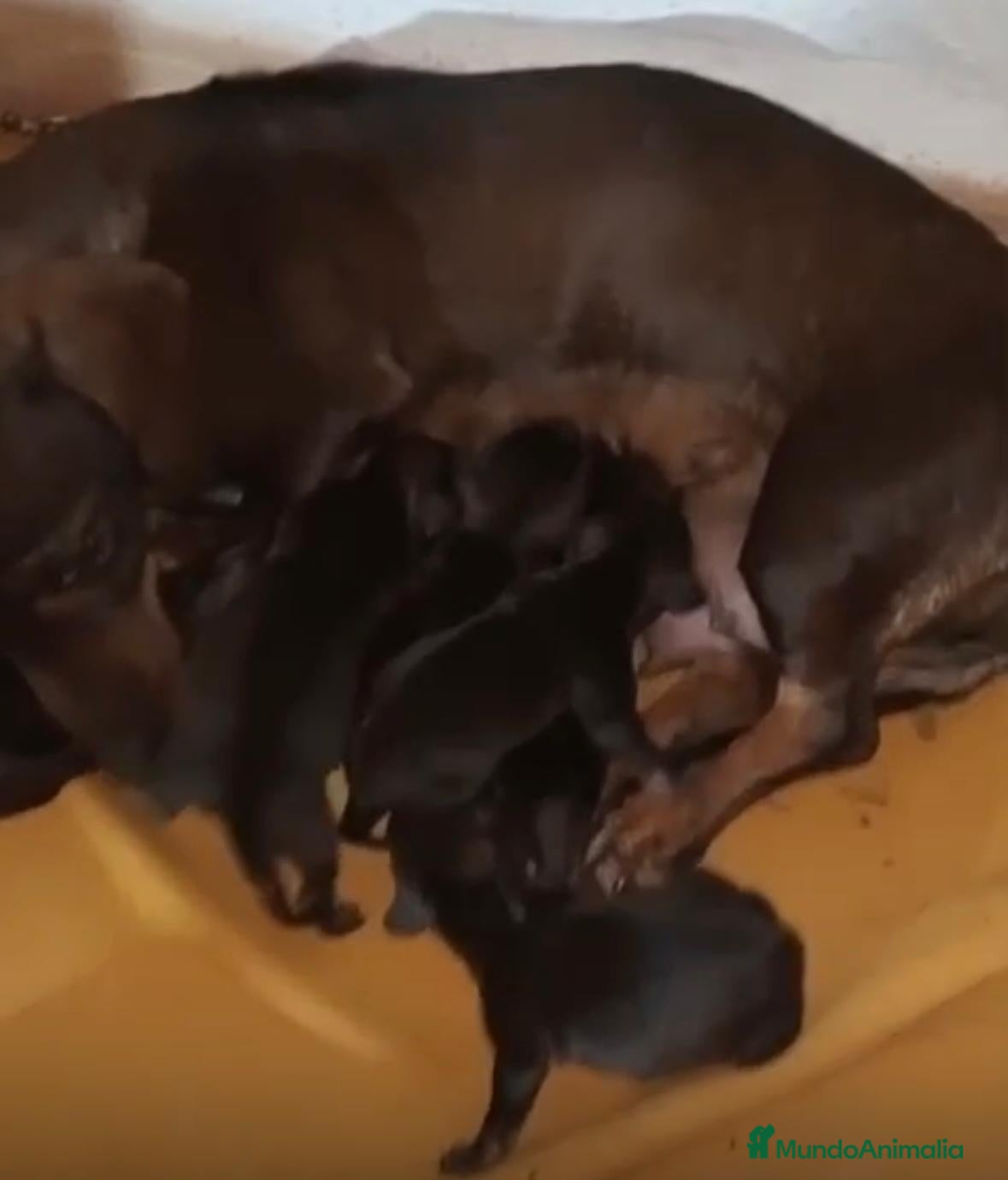 Teckel Miniatura perros Teckel kaninchen nueva camada - Anuncio 4