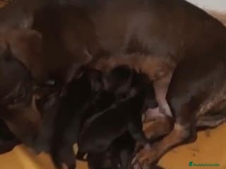 Teckel Miniatura perros Teckel kaninchen nueva camada - Anuncio 5