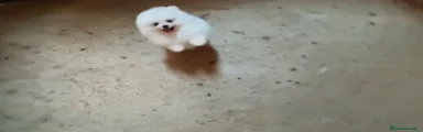 Pomerania 2