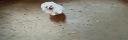 Pomerania perros en venta: POMERANIAS MACHITOS CHIQUITINES  - Anuncio 4
