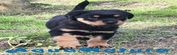 Rottweiler perros en venta: Rottweiler Macho - AQUANATURA en Barcelona - Anuncio 3