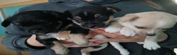 Chihuahua perros en venta: CACHORROS DE CHIHUAHUA - Anuncio 2