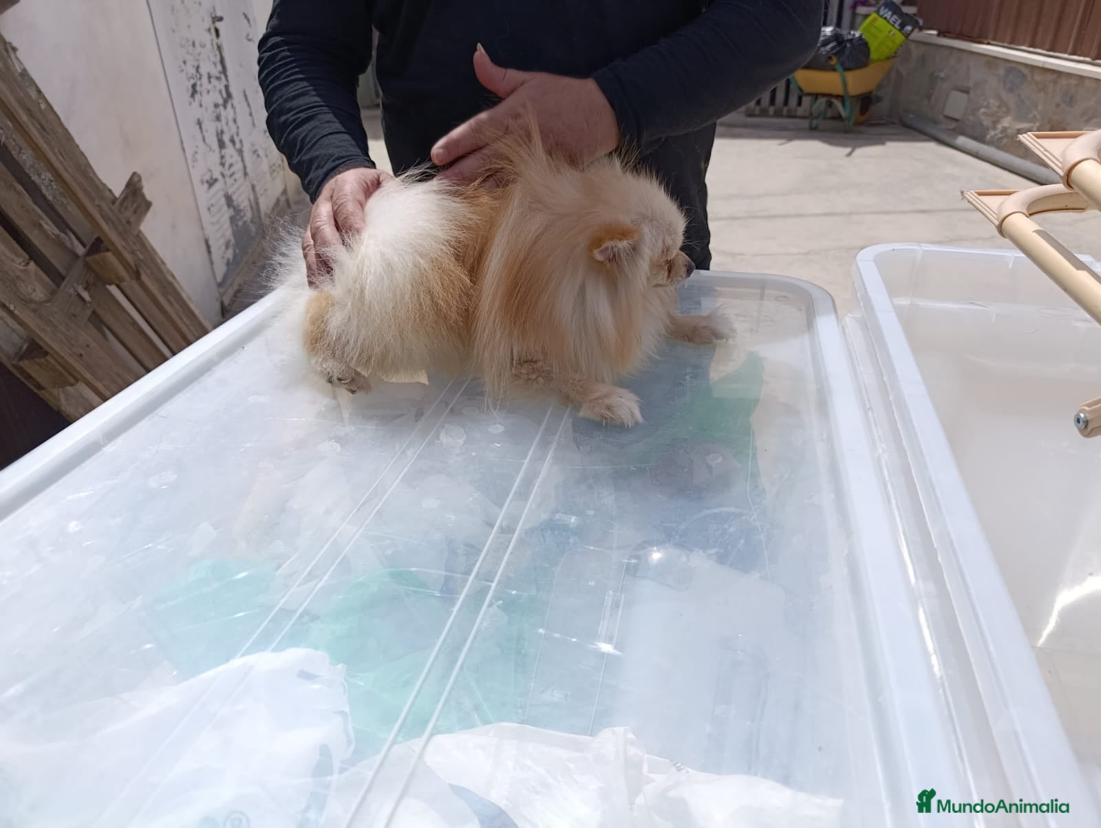Pomerania perros Machito de pomerania americano  - Anuncio 2
